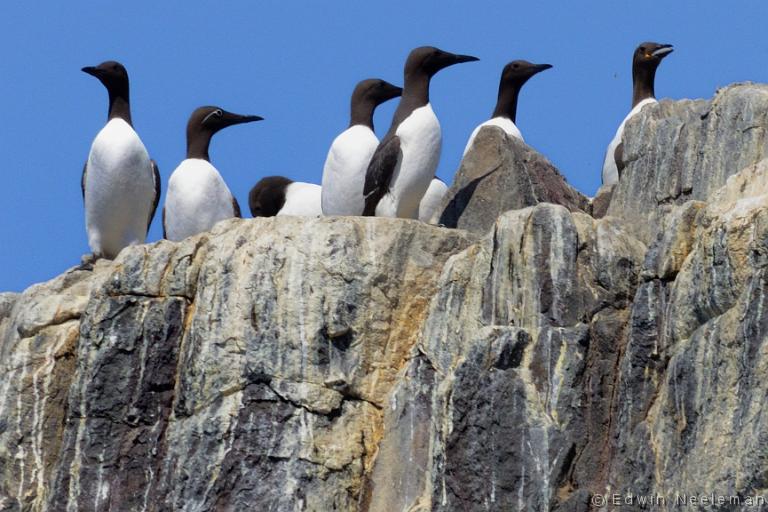 ENE-20120613-0247.jpg - [nl] Zeekoeten ( Uria aalge ) | Farne Islands, Northumberland, Engeland[en] Common Guillemots ( Uria aalge ) | Farne Islands, Northumberland, England